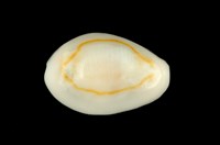 藏品(金環寶螺)的圖片